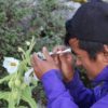 メコノプシス・スペルバ今年も咲きました　ブータンから届いた写真