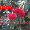 【オンライン】10/30 (月) ブータン・５月に咲く花