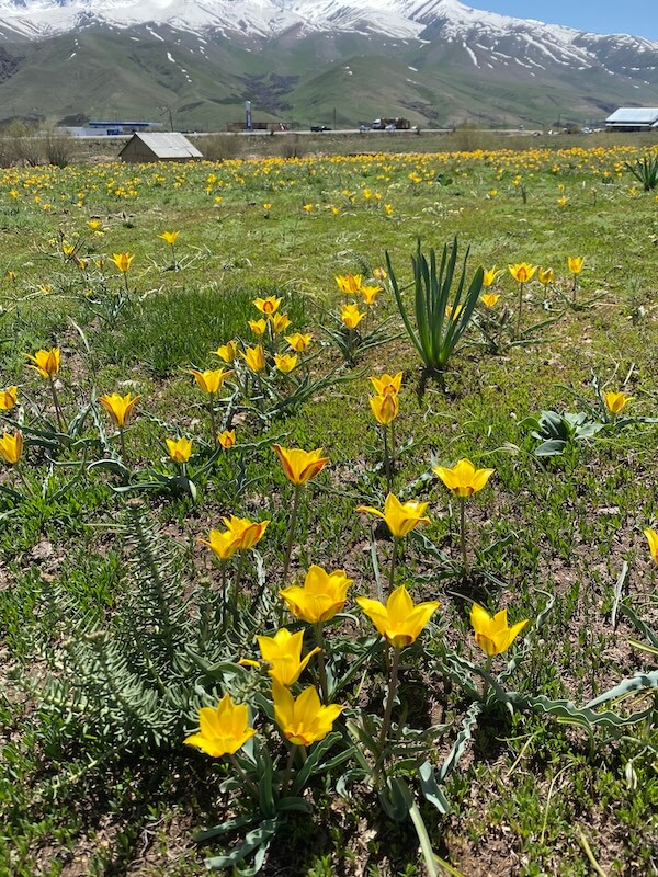 キルギスの野生のチューリップ