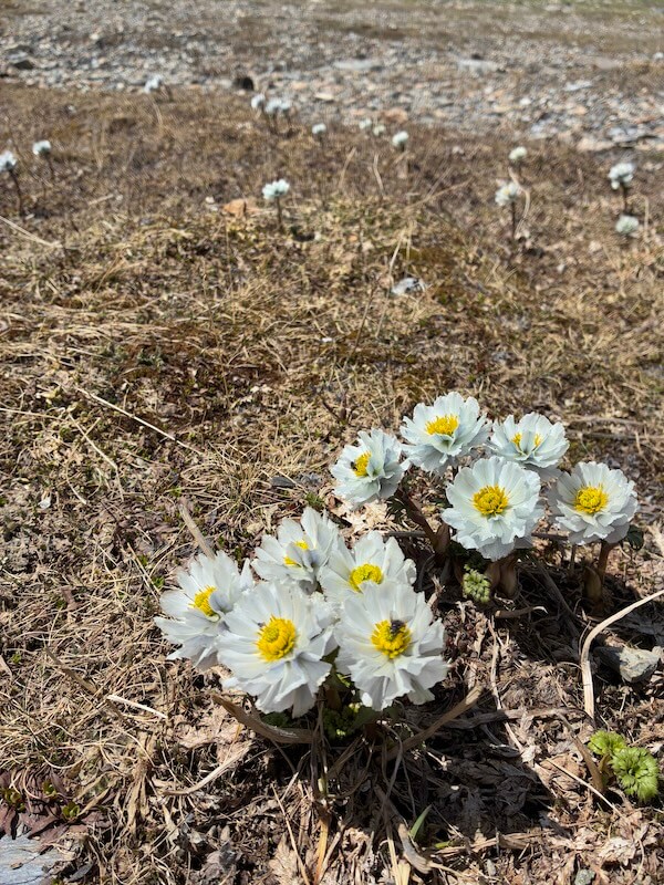 キルギスの白いキンポウゲ