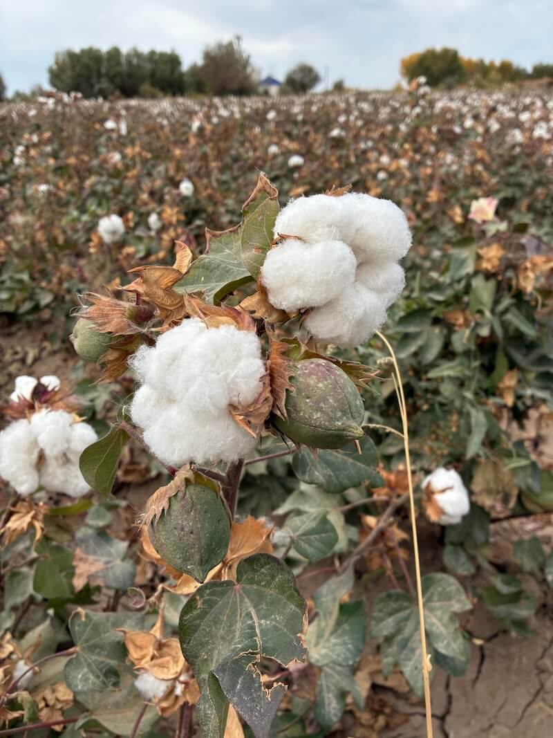 ウズベキスタンの綿花