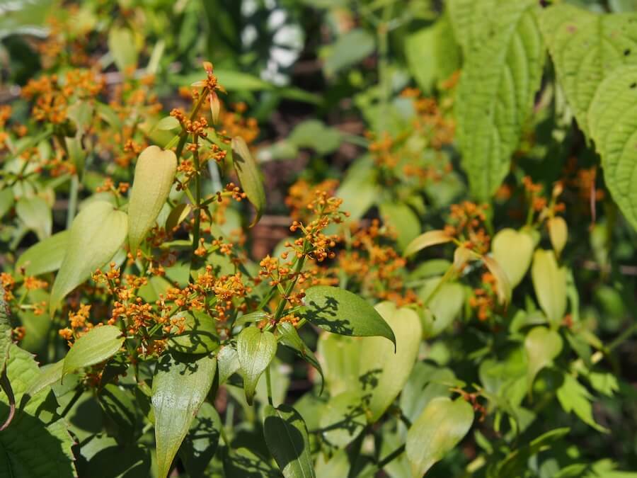 ブータンの染色