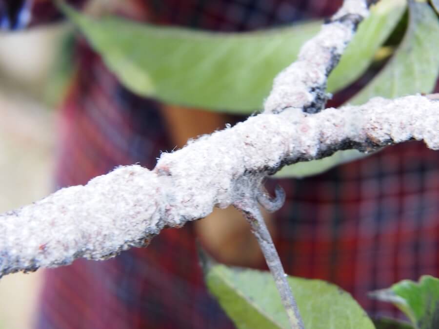 ブータンの染色