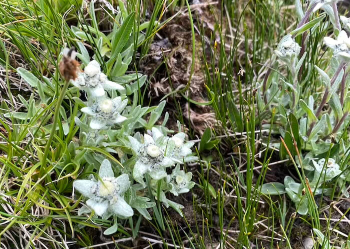 エーデルワイス